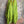 Load image into Gallery viewer, 91750S Stripe Big Shirt-KIWI
