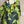 Load image into Gallery viewer, 91307T-62 Ruffle Tie-Dye Tunic-Kiwi
