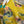 Load image into Gallery viewer, 91225 Flower Garden Linen Top-Yellow
