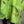 Load image into Gallery viewer, 91225 Flower Garden Linen Top-Kiwi
