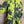 Load image into Gallery viewer, 91307T-62 Ruffle Tie-Dye Tunic-Kiwi
