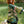 Load image into Gallery viewer, MOTS The Goddess Duster
