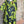 Load image into Gallery viewer, 91307T-62 Ruffle Tie-Dye Tunic-Kiwi
