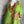 Load image into Gallery viewer, 90645-62 Rose Pocket Tunic-KIWI
