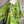 Load image into Gallery viewer, 91225 Flower Garden Linen Top-Kiwi
