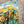 Load image into Gallery viewer, Inoah's Artful 2 Look Raincape-Sunny Days
