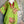 Load image into Gallery viewer, 90645-62 Rose Pocket Tunic-KIWI
