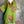 Load image into Gallery viewer, 90645-62 Rose Pocket Tunic-KIWI
