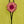 Load image into Gallery viewer, 26N123 Single Mum Bolo Necklace-Pink
