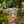 Load image into Gallery viewer, MOTS Opera Duster Kimono Robe-Secret Garden
