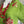 Load image into Gallery viewer, 90645-62 Rose Pocket Tunic-KIWI
