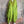 Load image into Gallery viewer, 91750S Stripe Big Shirt-KIWI
