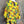 Load image into Gallery viewer, Z6653 Painters Top-Lemon
