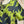 Load image into Gallery viewer, 91307T-62 Ruffle Tie-Dye Tunic-Kiwi
