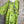 Load image into Gallery viewer, 91225 Flower Garden Linen Top-Kiwi
