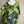 Load image into Gallery viewer, 91307T-62 Ruffle Tie-Dye Tunic-Kiwi
