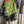Load image into Gallery viewer, 1040w Kantha Long Sleeve Jacket-Piper

