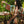 Load image into Gallery viewer, MOTS Opera Duster Kimono Robe-Secret Garden
