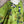Load image into Gallery viewer, 91225 Flower Garden Linen Top-Kiwi
