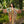 Load image into Gallery viewer, MOTS Opera Duster Kimono Robe-Secret Garden
