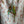 Load image into Gallery viewer, Songbird Garden Love More Bloomers
