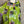 Load image into Gallery viewer, 91877-52 Artful Bloom Dress-Kiwi
