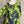 Load image into Gallery viewer, 91307T-62 Ruffle Tie-Dye Tunic-Kiwi
