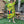 Load image into Gallery viewer, 90617P-23 Linen Paint Dress-Kiwi
