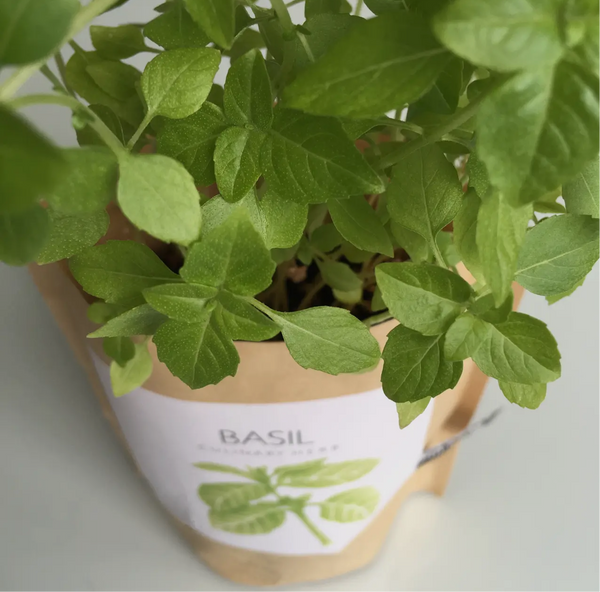 CGBSNAP Garden In A Gift Bag-Basil