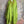 Load image into Gallery viewer, 91750S Stripe Big Shirt-KIWI
