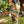 Load image into Gallery viewer, MOTS Linen Crop Artist Pant-Stay Gold
