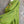 Load image into Gallery viewer, 91750S Stripe Big Shirt-KIWI
