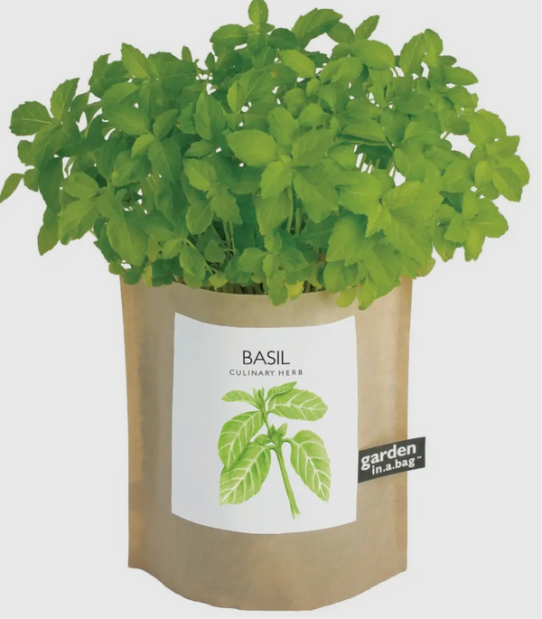 CGBSNAP Garden In A Gift Bag-Basil