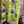 Load image into Gallery viewer, 91877-52 Artful Bloom Dress-Kiwi

