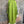 Load image into Gallery viewer, 91750S Stripe Big Shirt-KIWI
