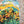 Load image into Gallery viewer, Inoah's Artful 2 Look Raincape-Sunny Days
