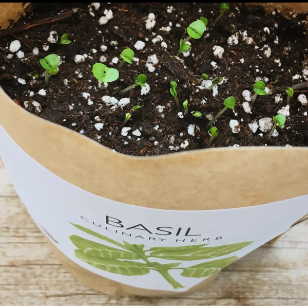 CGBSNAP Garden In A Gift Bag-Basil