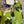 Load image into Gallery viewer, 91877-52 Artful Bloom Dress-Kiwi
