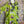 Load image into Gallery viewer, 91877-52 Artful Bloom Dress-Kiwi
