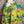 Load image into Gallery viewer, Z6653 Painters Top-Kiwi
