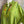 Load image into Gallery viewer, 91750S Stripe Big Shirt-KIWI
