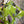 Load image into Gallery viewer, 91877-52 Artful Bloom Dress-Kiwi

