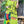 Load image into Gallery viewer, 90617P-23 Linen Paint Dress-Gucci Green
