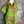 Load image into Gallery viewer, 90645-62 Rose Pocket Tunic-KIWI
