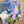 Load image into Gallery viewer, Inoah's Artful 2 Look Raincape-Cats Dream
