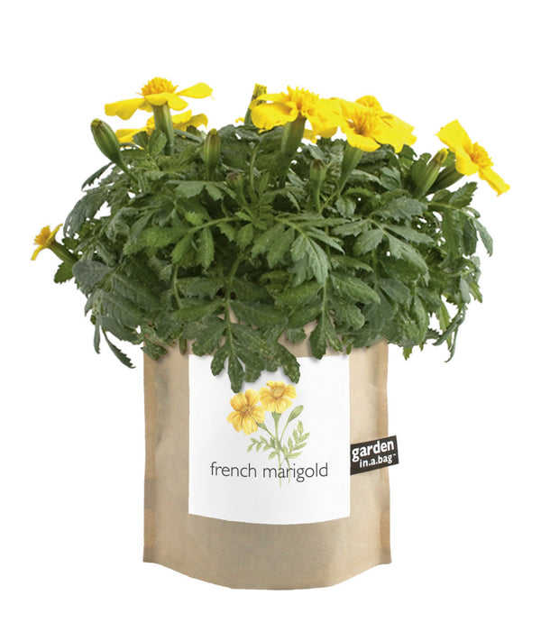 CGBSNAP Garden In A Gift Bag-French Marigold