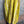 Load image into Gallery viewer, 90847T-62 San Fran Dress-Mustard
