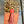 Load image into Gallery viewer, 83020 Gia Phone Bag-C
