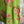 Load image into Gallery viewer, 90645-62 Rose Pocket Tunic-KIWI
