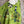 Load image into Gallery viewer, 91225 Flower Garden Linen Top-Kiwi
